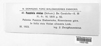 Puccinia violae image
